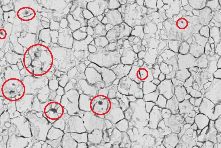 example of intergranular corrosion in stainless steel with corrosion circled