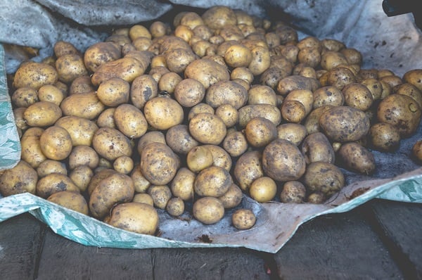 pile of dirt-covered Yukon gold potatoes